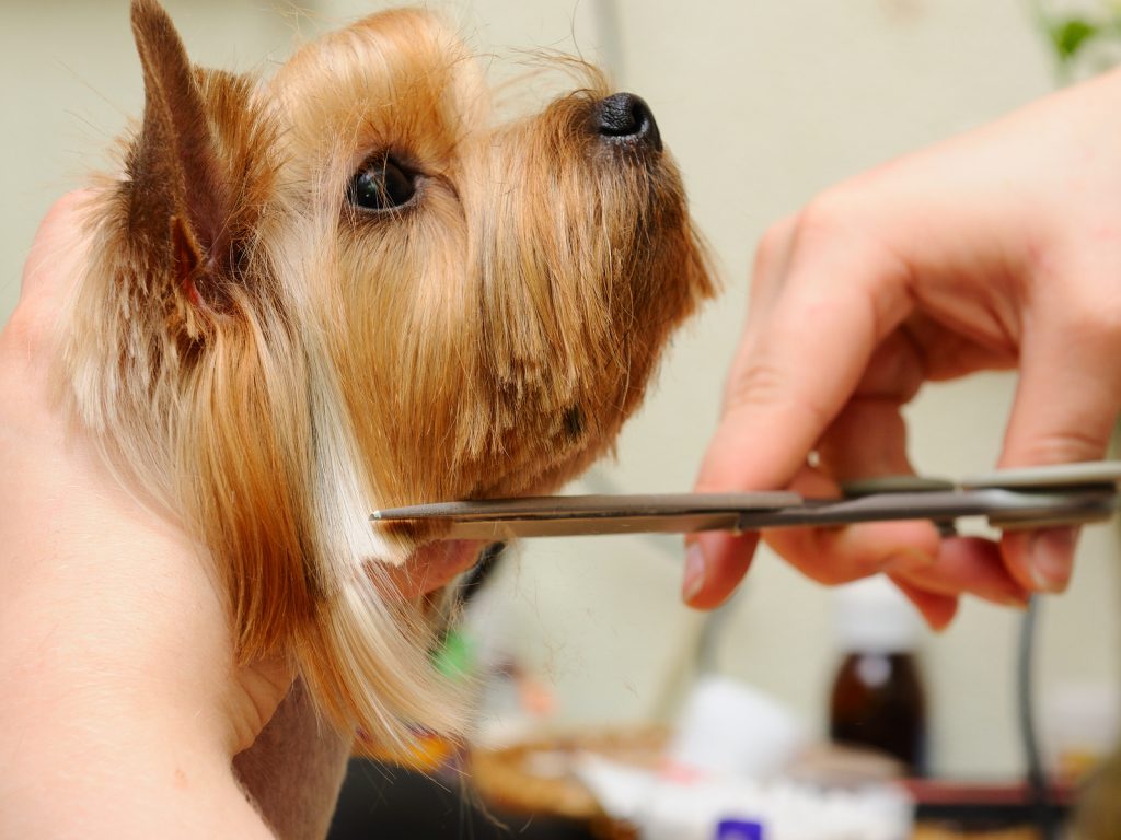 Pet Grooming Care