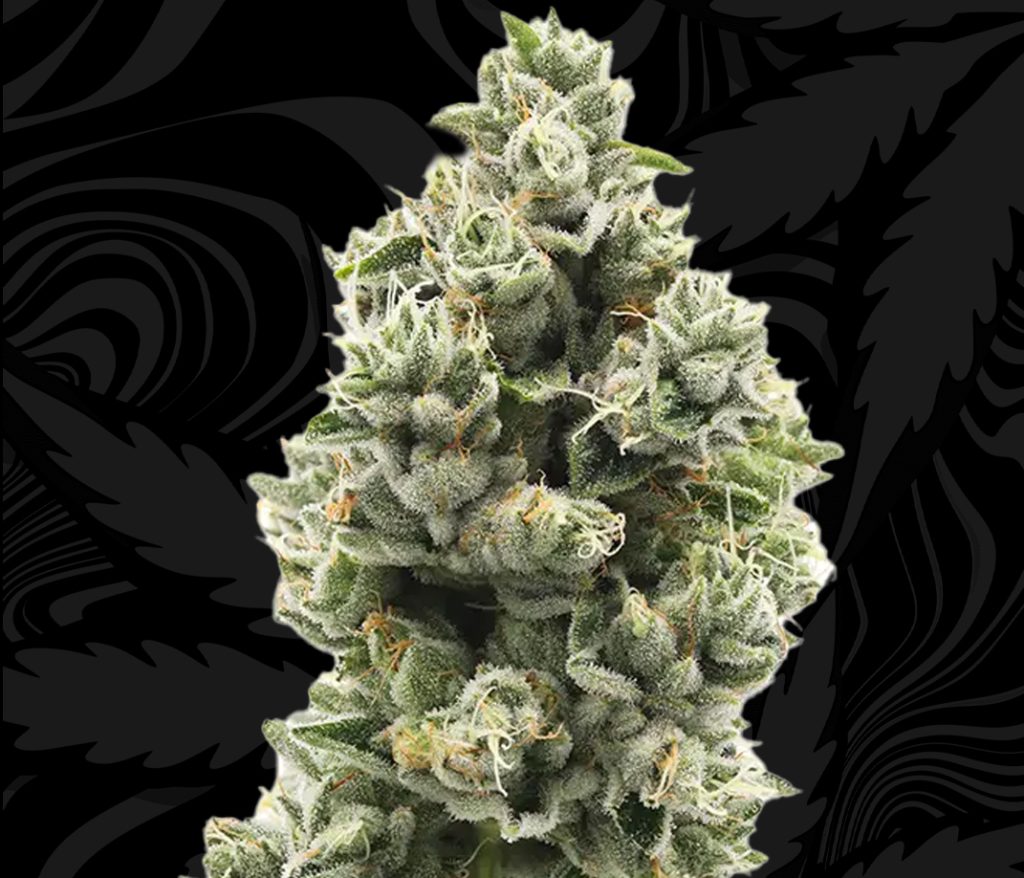 THC Flower